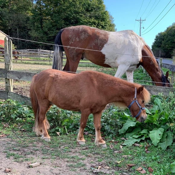 Happiness - Picture 2 of 6